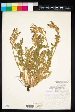 Astragalus mollissimus image