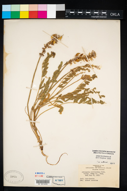 Astragalus mollissimus image