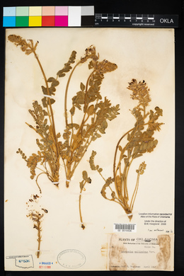 Astragalus mollissimus image