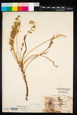 Astragalus mollissimus image