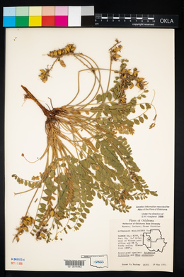 Astragalus mollissimus image