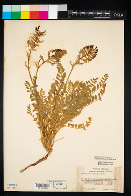 Astragalus mollissimus image