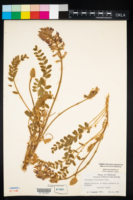 Astragalus mollissimus image