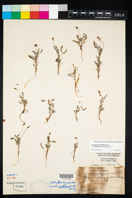 Astragalus nuttallianus var. austrinus image