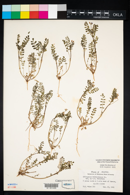 Astragalus nuttallianus var. nuttallianus image