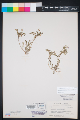 Astragalus nuttallianus image