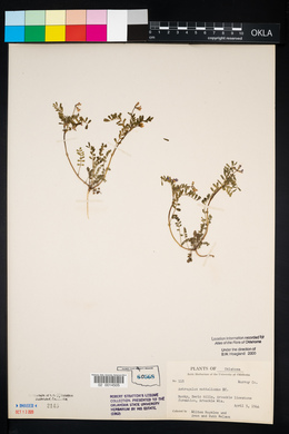 Astragalus nuttallianus image