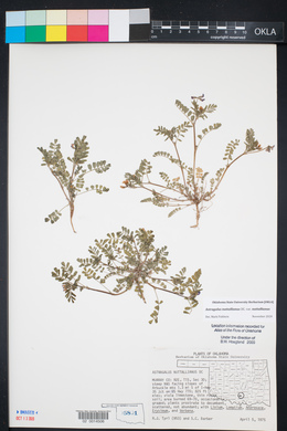 Astragalus nuttallianus image