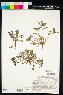 Astragalus nuttallianus image