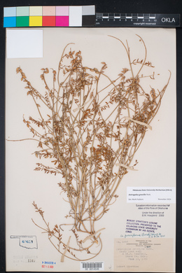 Astragalus gracilis image