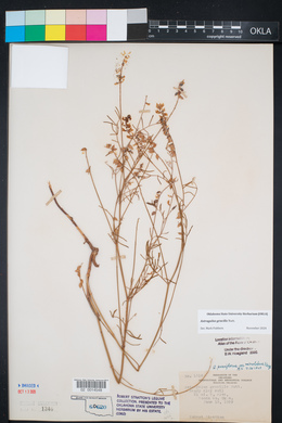 Astragalus gracilis image