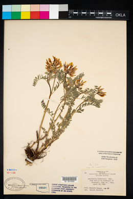 Astragalus crassicarpus var. berlandieri image