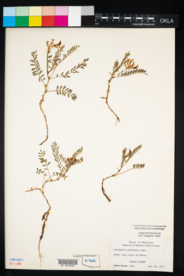 Astragalus plattensis image