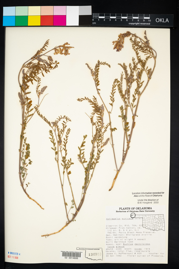 Astragalus puniceus image