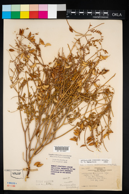 Astragalus puniceus image