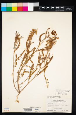 Astragalus puniceus image