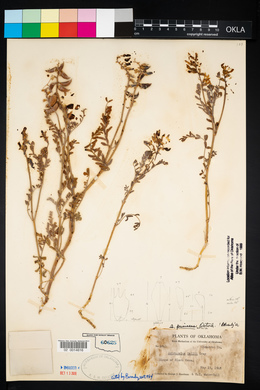 Astragalus puniceus image