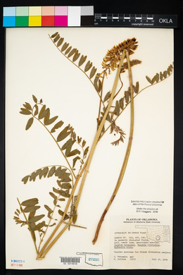 Astragalus racemosus image