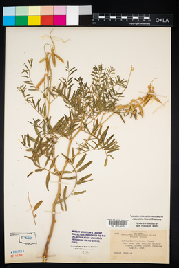 Astragalus racemosus image