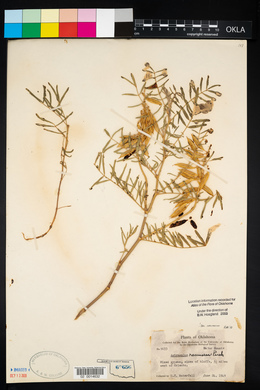 Astragalus racemosus var. racemosus image