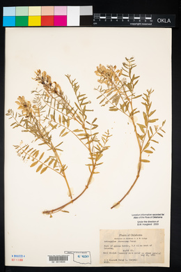 Astragalus racemosus image