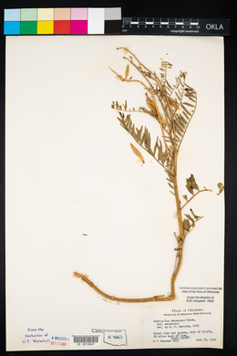 Astragalus racemosus image