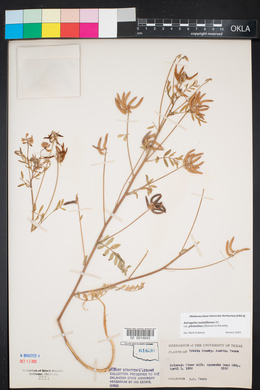 Astragalus pleianthus image