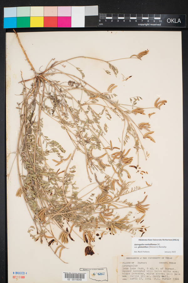 Astragalus pleianthus image