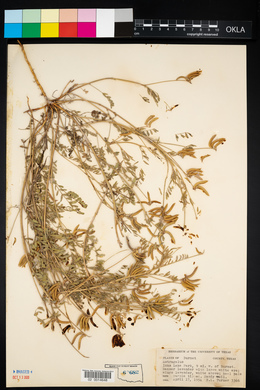 Astragalus pleianthus image