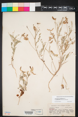 Astragalus pleianthus image