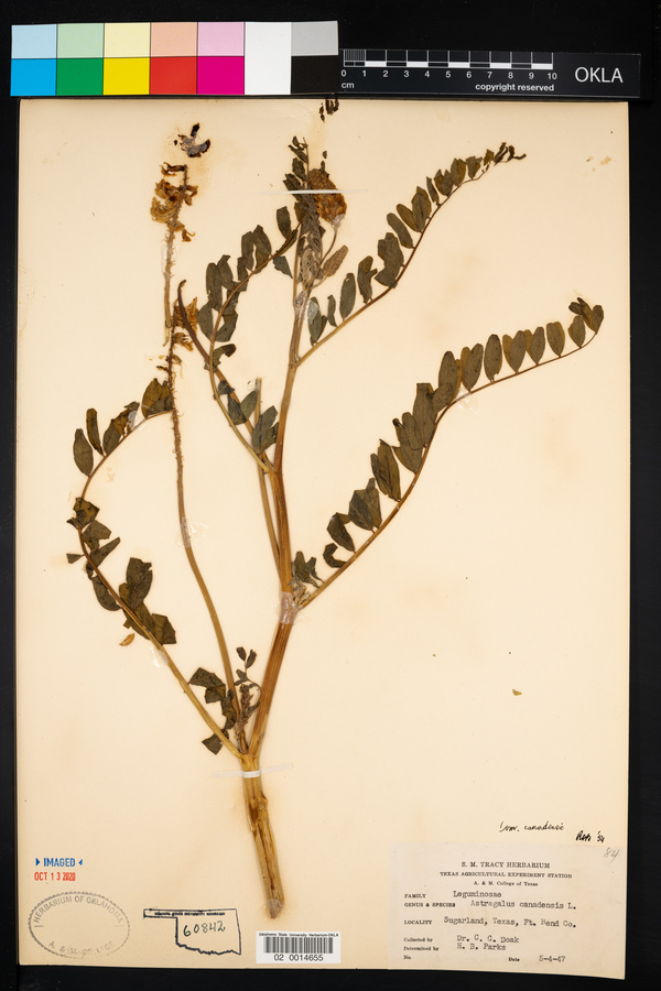 Astragalus canadensis var. canadensis image