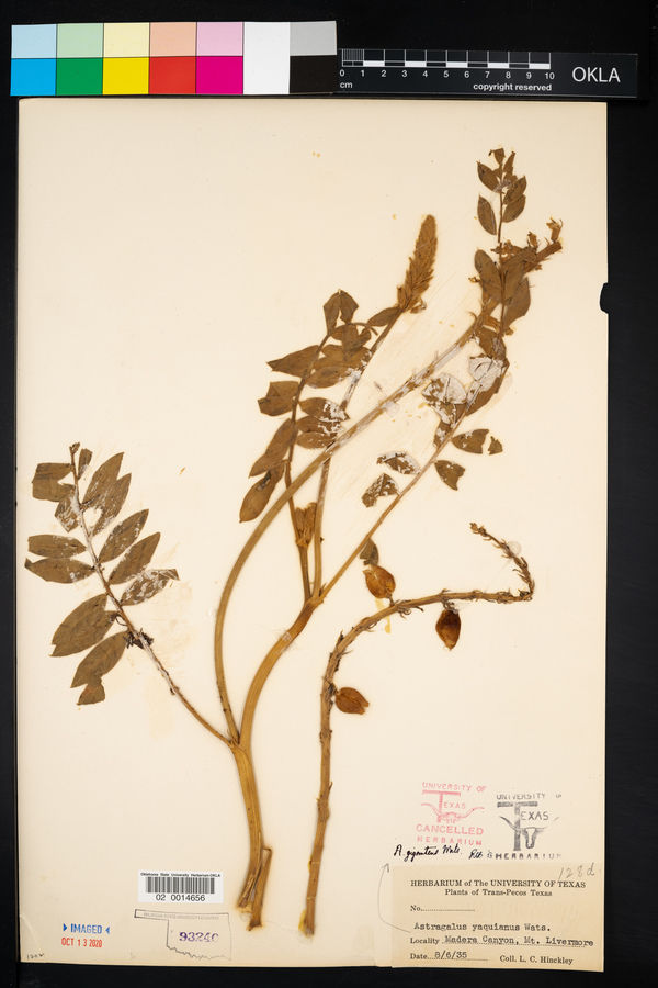 Astragalus giganteus image