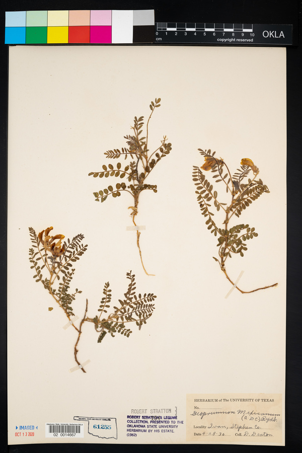 Astragalus crassicarpus var. berlandieri image