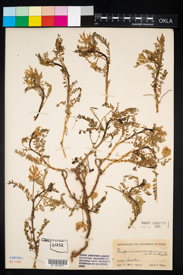 Astragalus crassicarpus var. berlandieri image