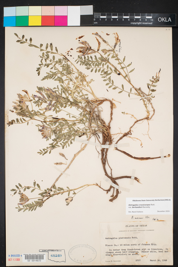 Astragalus crassicarpus var. berlandieri image