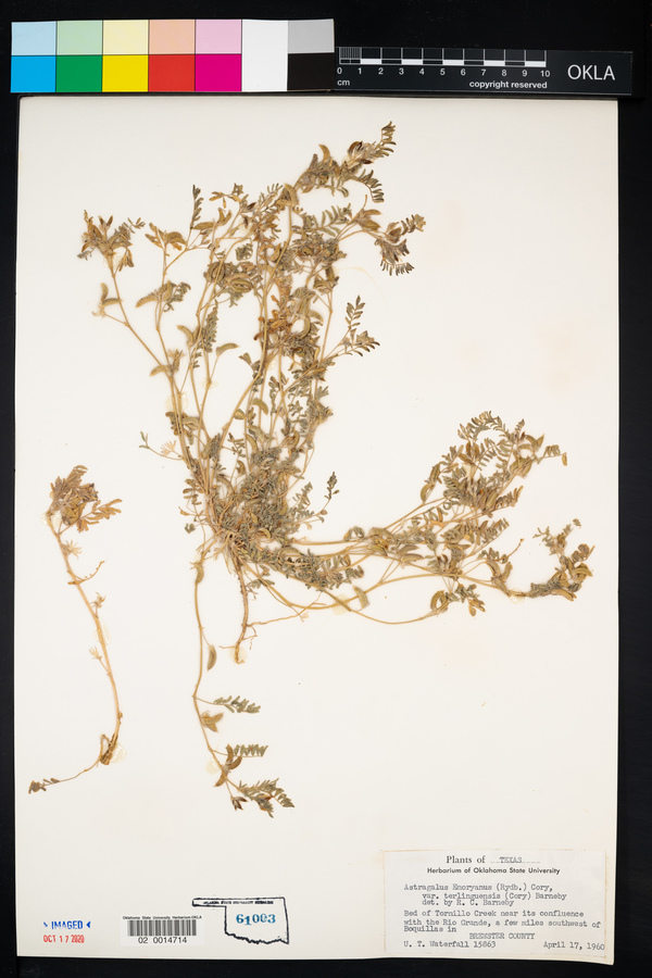 Astragalus emoryanus image