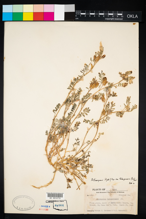Astragalus emoryanus image