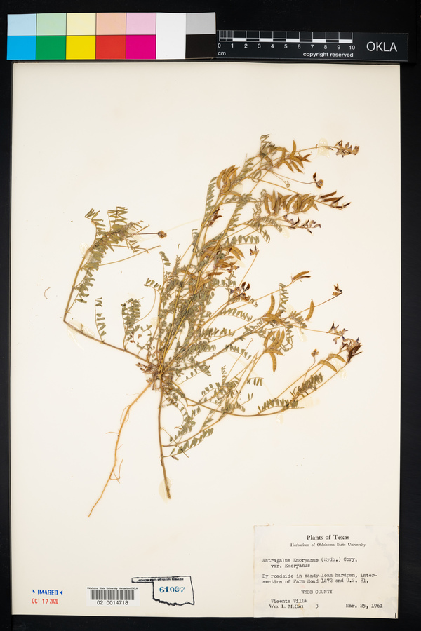 Astragalus emoryanus var. emoryanus image