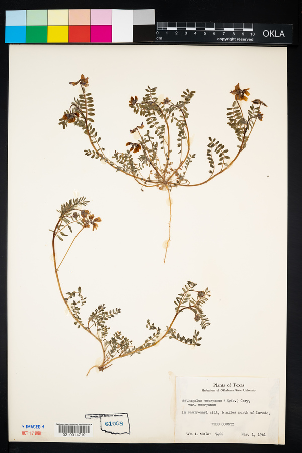 Astragalus emoryanus var. emoryanus image
