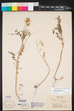 Astragalus pleianthus image