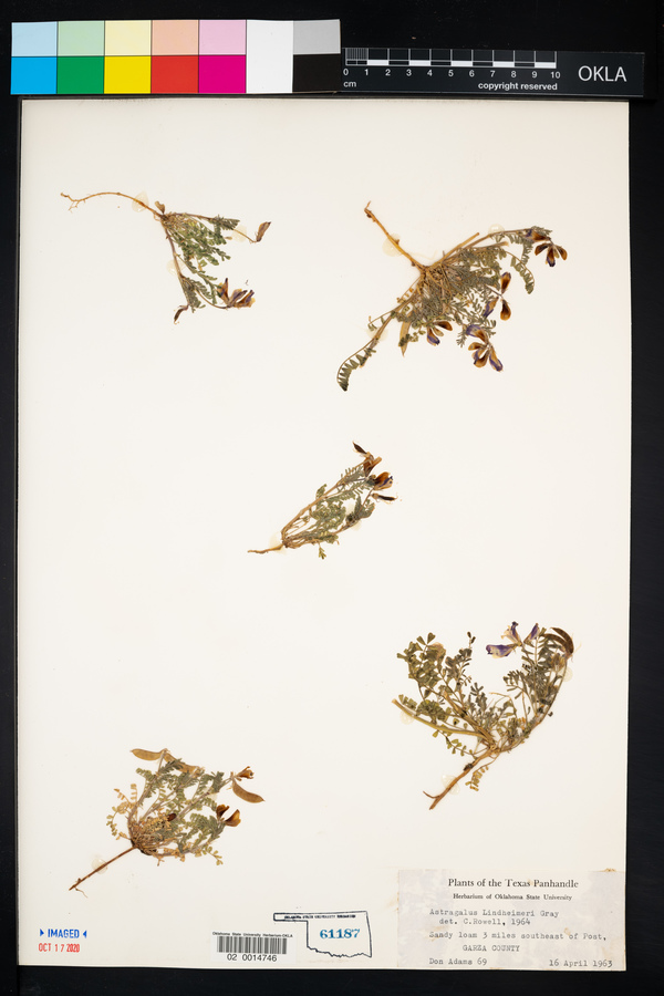 Astragalus lindheimeri image