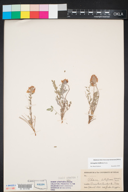 Astragalus lotiflorus image