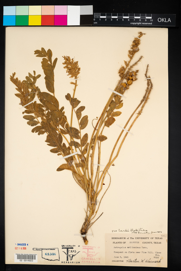 Astragalus mollissimus var. earlei image