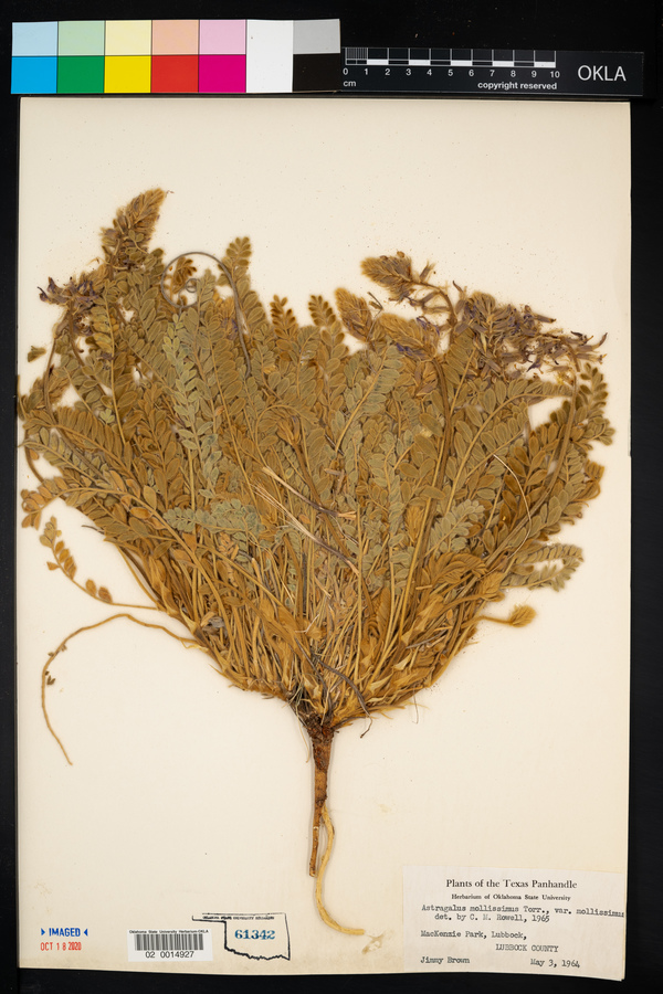 Astragalus mollissimus var. mollissimus image