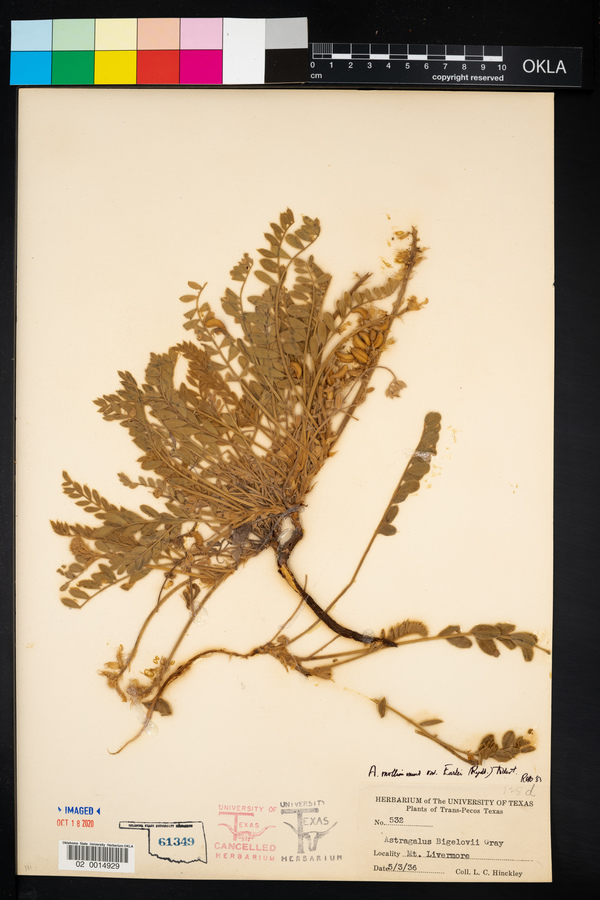 Astragalus mollissimus var. earlei image