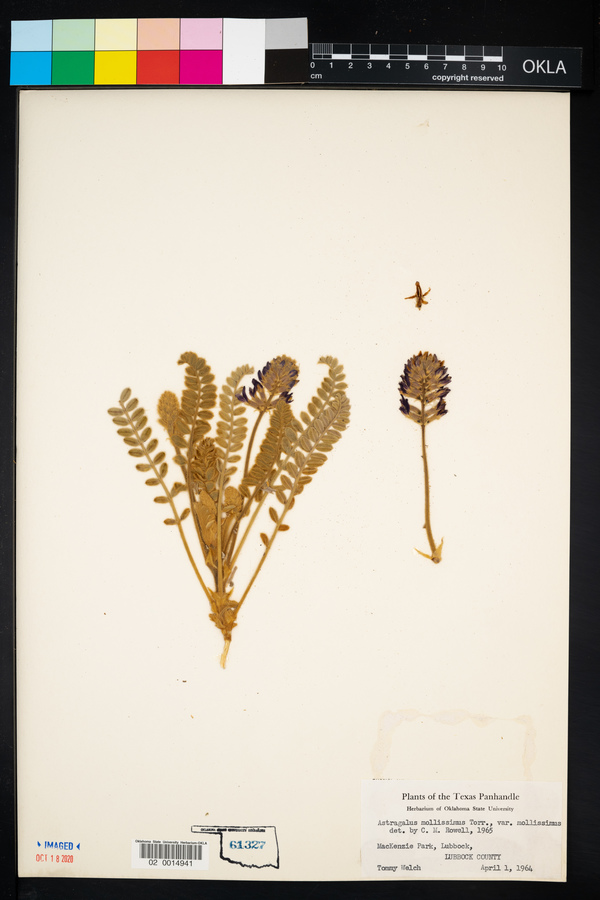 Astragalus mollissimus var. mollissimus image