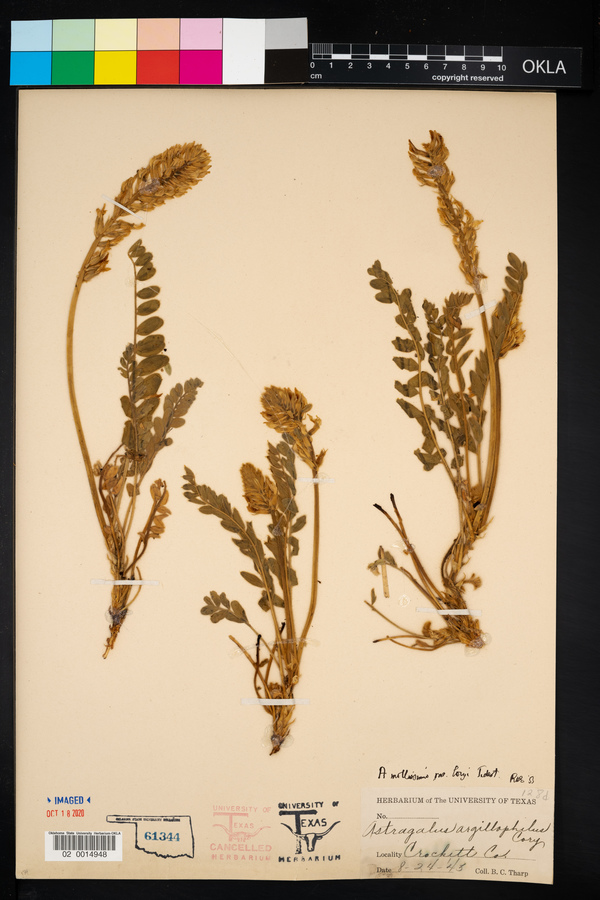 Astragalus mollissimus var. coryi image