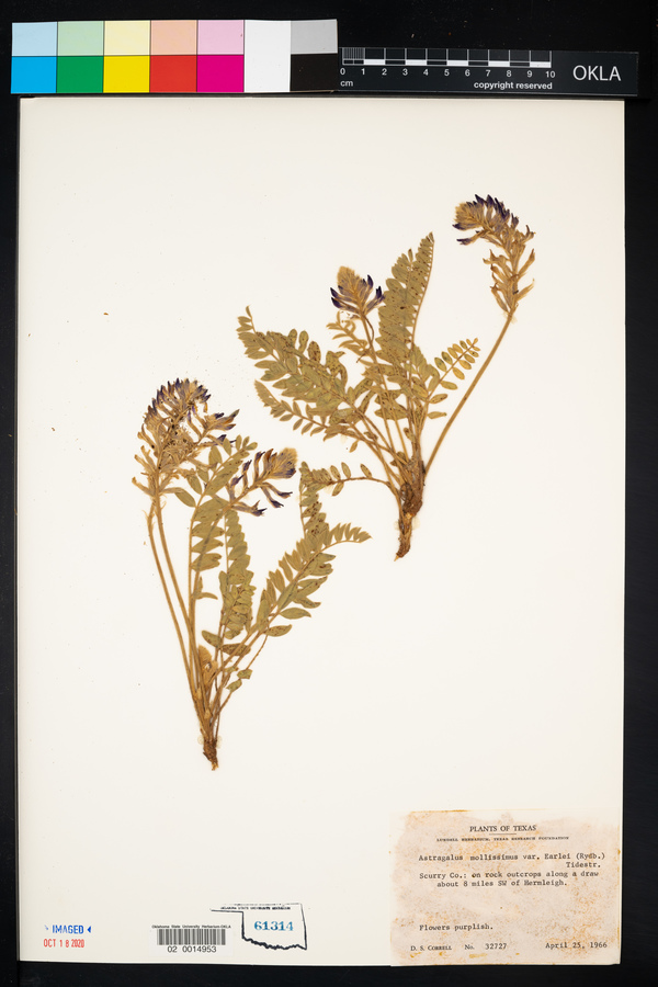 Astragalus mollissimus var. earlei image