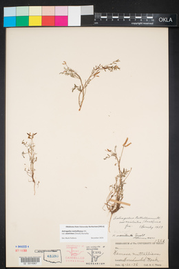 Astragalus nuttallianus var. austrinus image