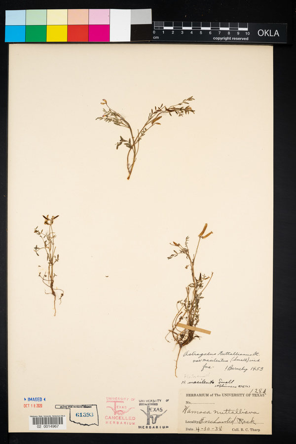 Astragalus nuttallianus var. macilentus image